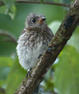 Eastern Bluebird juvenile